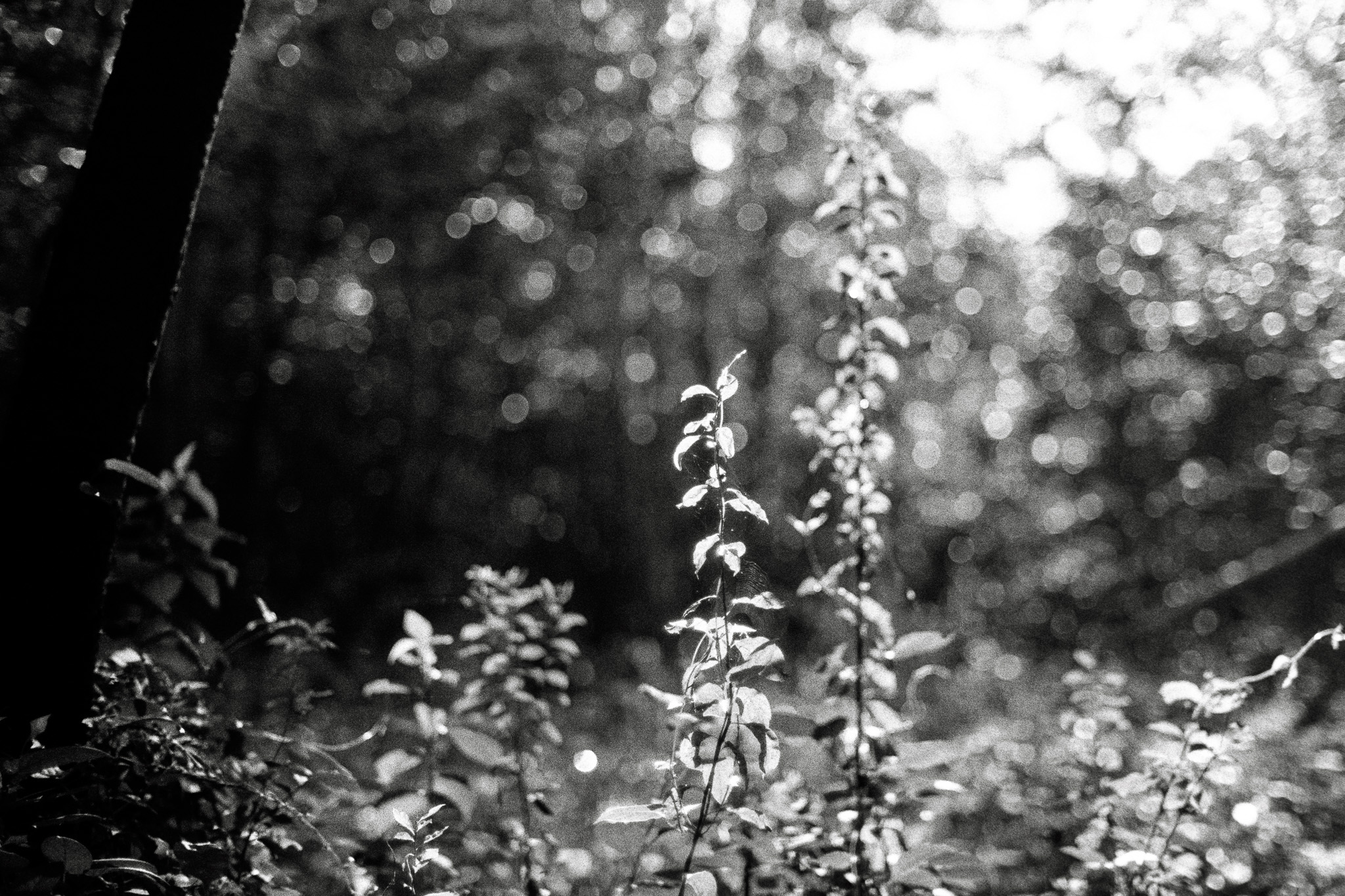 Nikon FE2